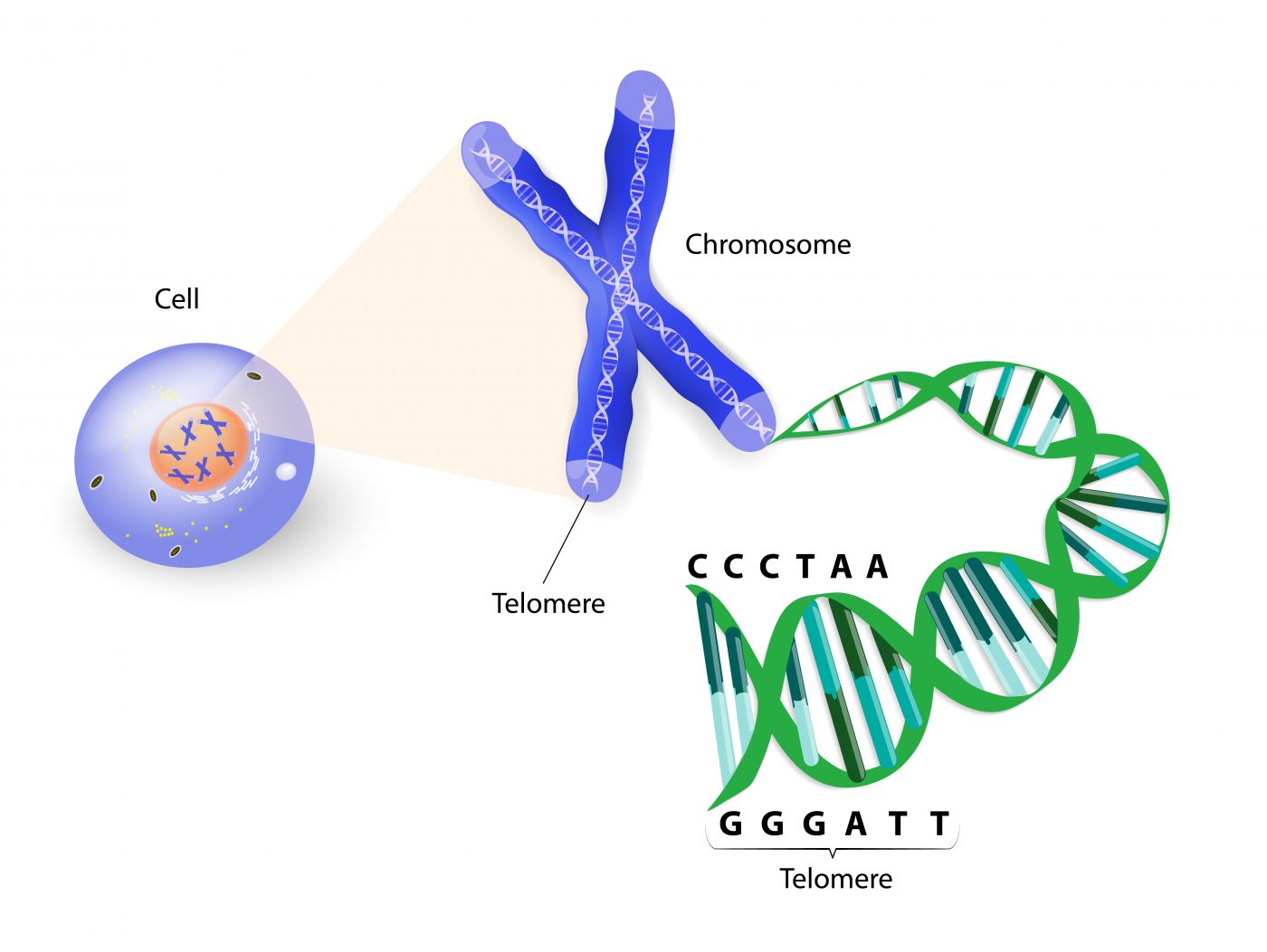 Two Gene Mutations Linked with Telomeres in Pulmonary Fibrosis