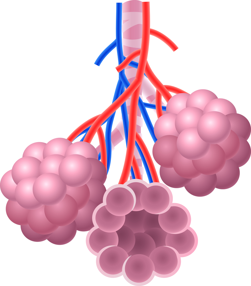 lung organoid