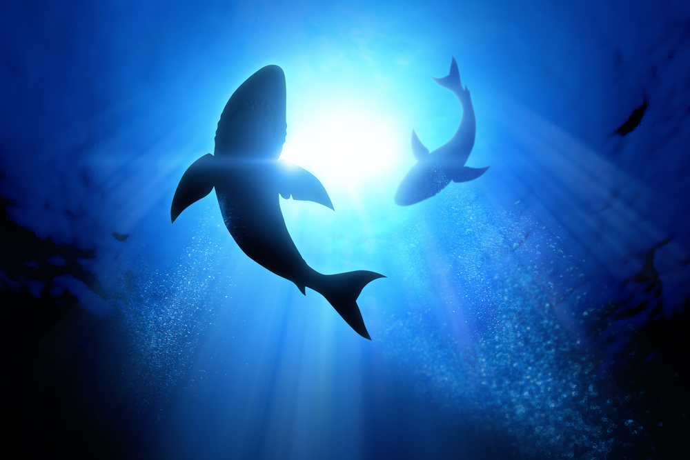 sharks and human treatments