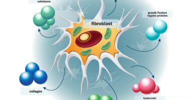 compounds called trihydroxyphenolics