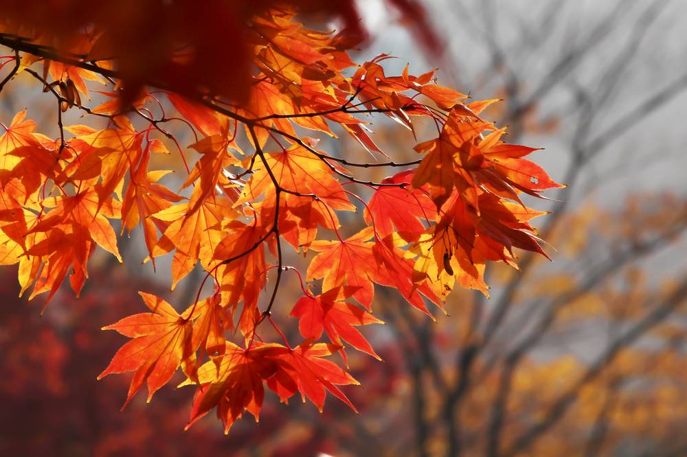 October, seasons, autumn, fall