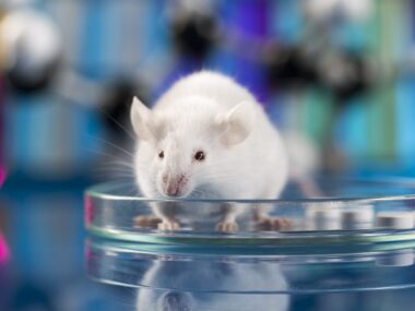 Umbilical cord stem cells