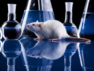 lung development molecule Sox9/Pulmonary Fibrosis News/mouse model in lab image