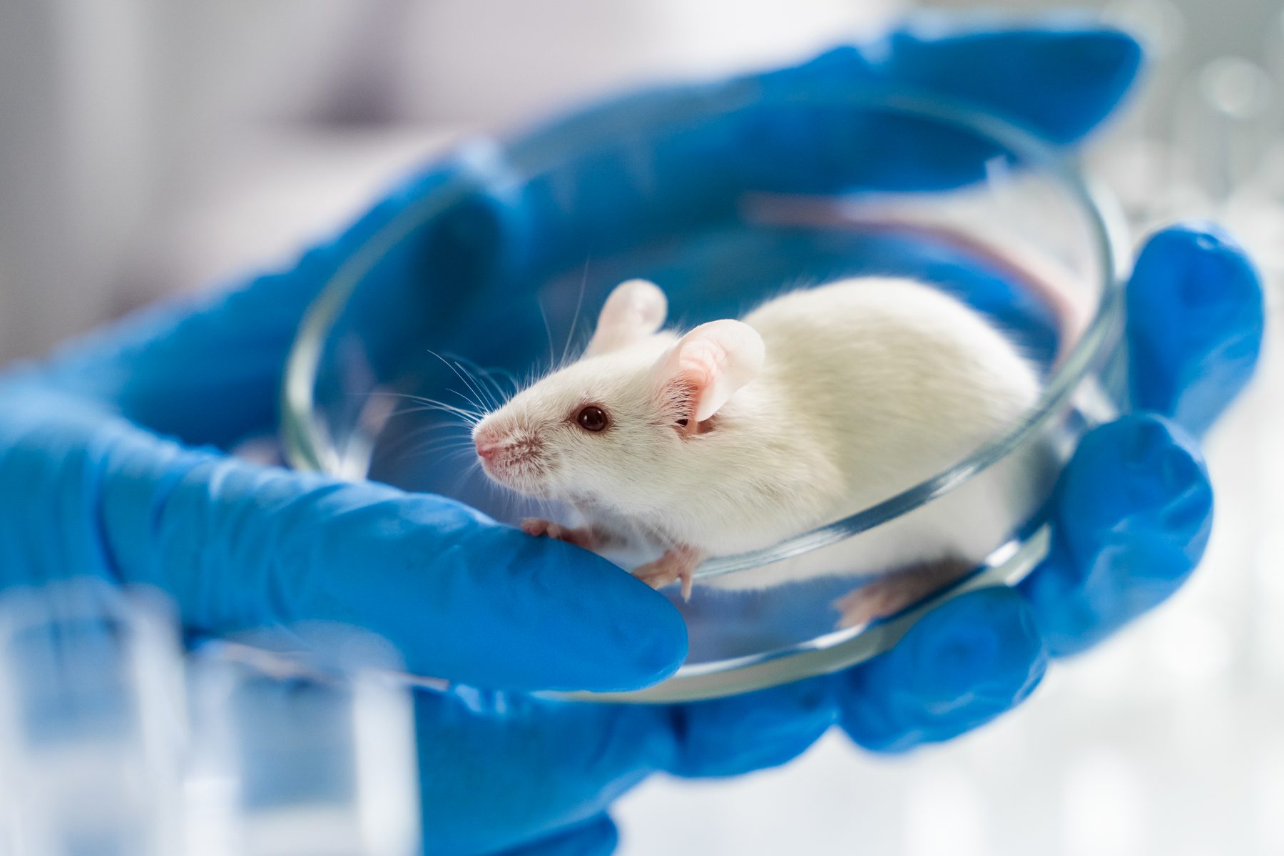 PRS-220 for IPF | Pulmonary Fibrosis News | experimental inhaled therapy mouse study