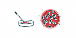 A dropper is poised over one petri dish next to an aerial view of another petri dish in this illustration.