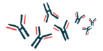 An illustration provides a close-up view of antibodies.