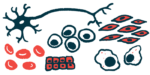 An illustration shows a collection of different stem cells.