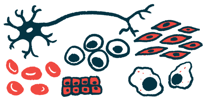 An illustration shows a collection of different stem cells.