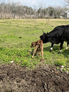 A mama cow and her calf stand in a grassy field on a farm.